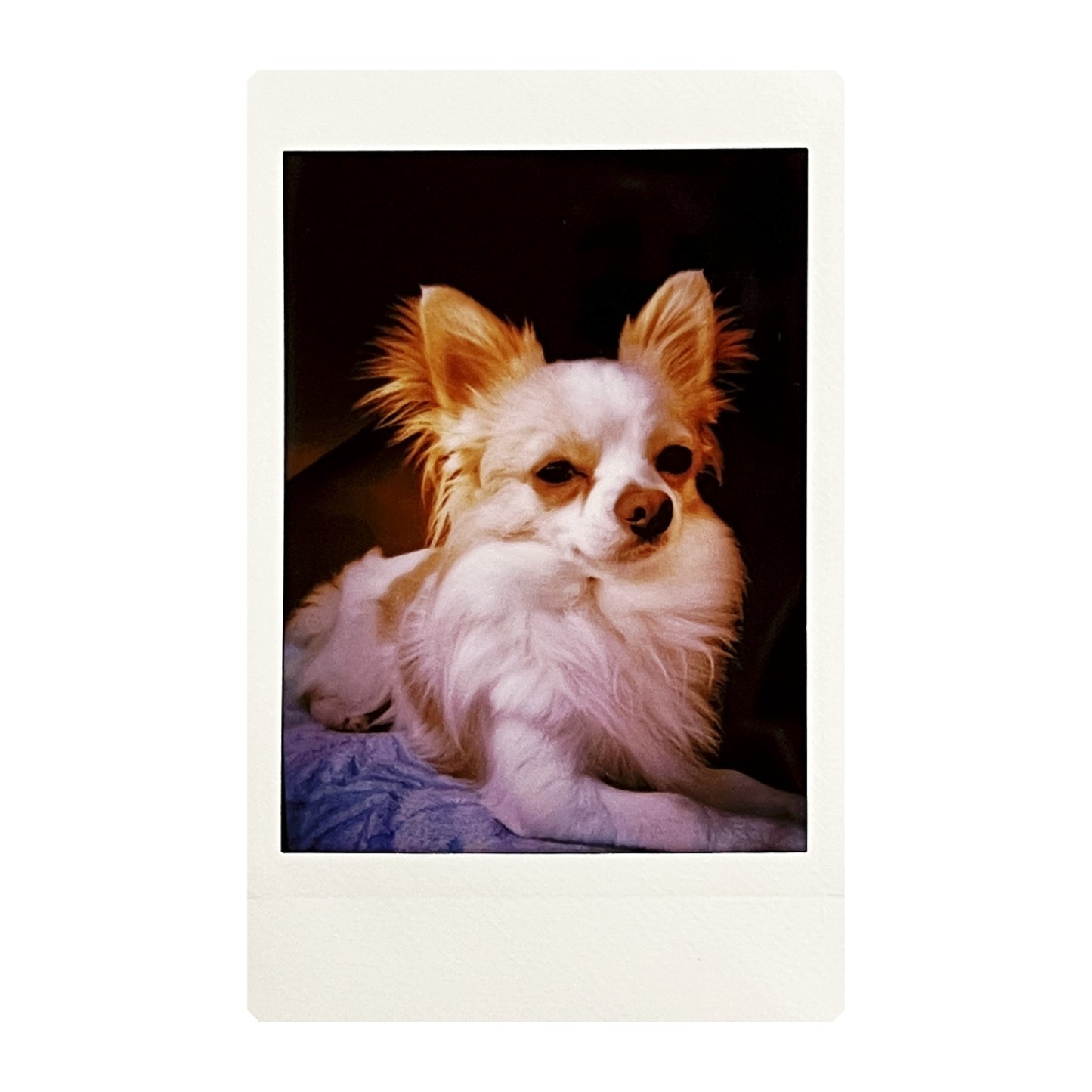 Double exposure instant photo of the dog made with Jollylook EYE